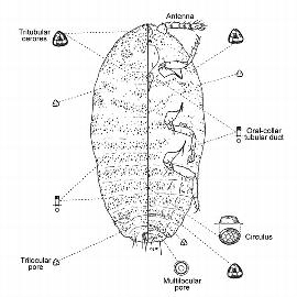  Rhizoecidae:  Rhizoecus amorphophalli  